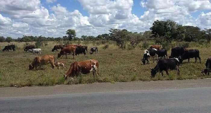 Cows_grazing_under_the_african_sun Cows_grazing_under_the_african_sun
